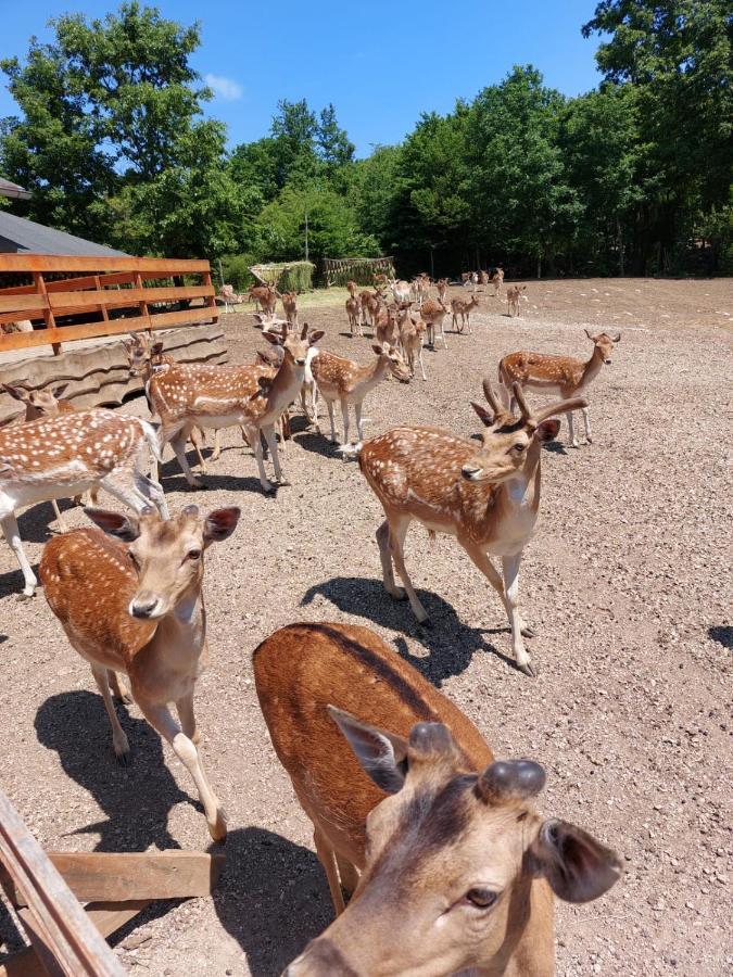 Apartman Vito Saborsko エクステリア 写真